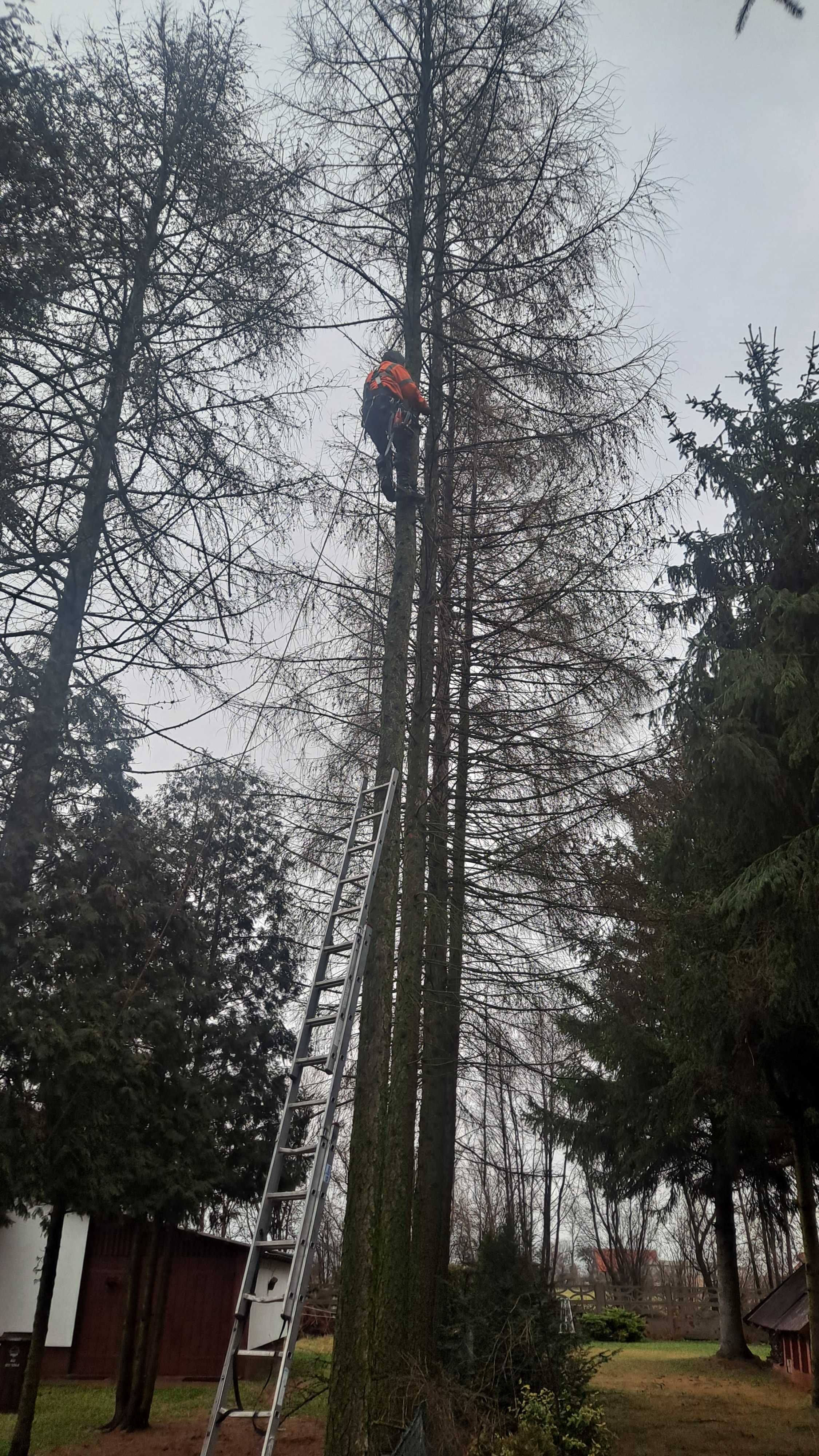 Wycinka drzew,  czyszczenie działek,rozdrabnianie gałęzi itp..