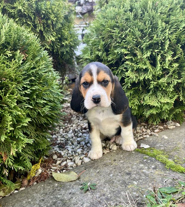 Piękny Szczeniak Beagle Tricolor