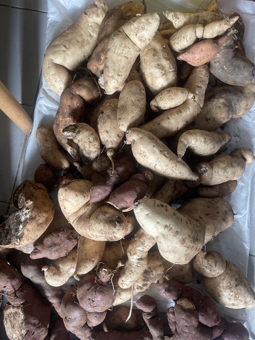 Batatas doces ao kg
