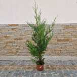 Cupressus leylandii