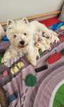 West Highland WhiteTerrier ZKwP FCI