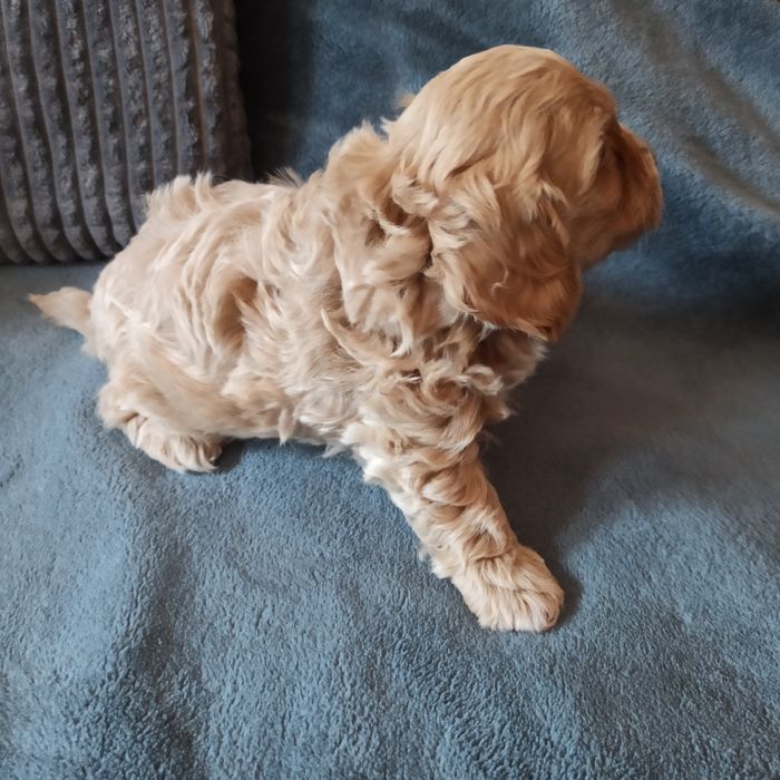 Maltipoo F1-chłopczyk