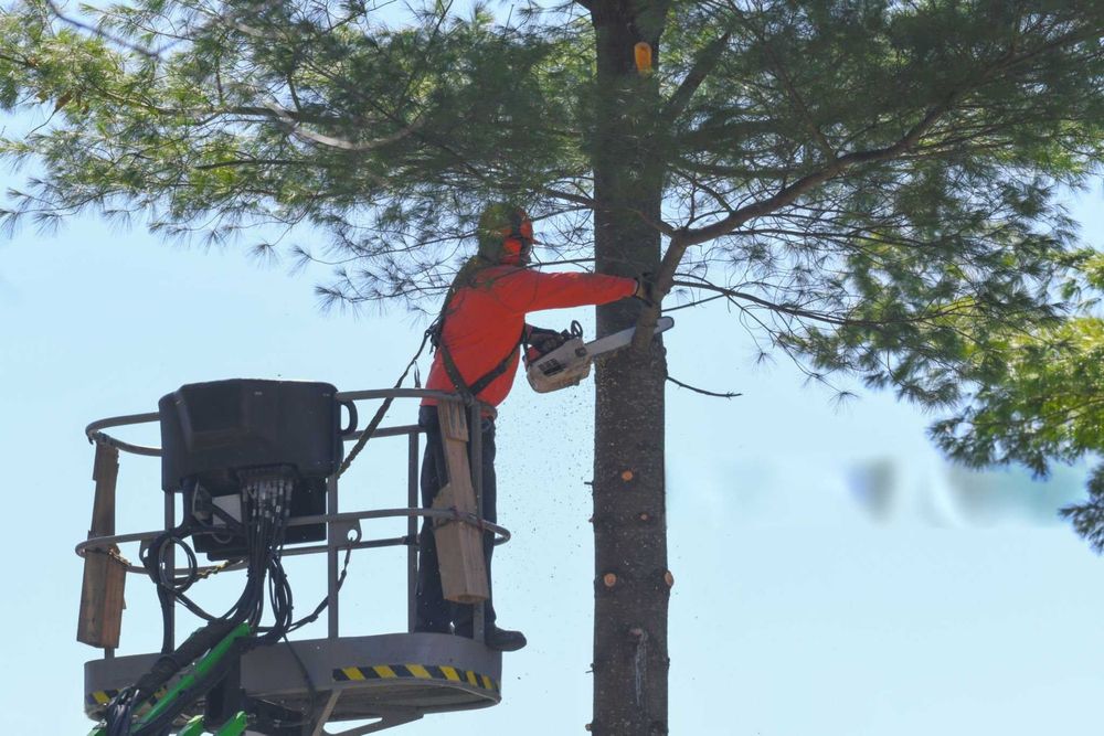 Wycinka drzew - Krynica Morska, Stegna, Mikoszewo, Nowy Dwór Gdański