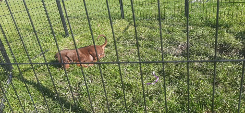 DOBERMAN europejski czystej rasy suczka ostatnia!