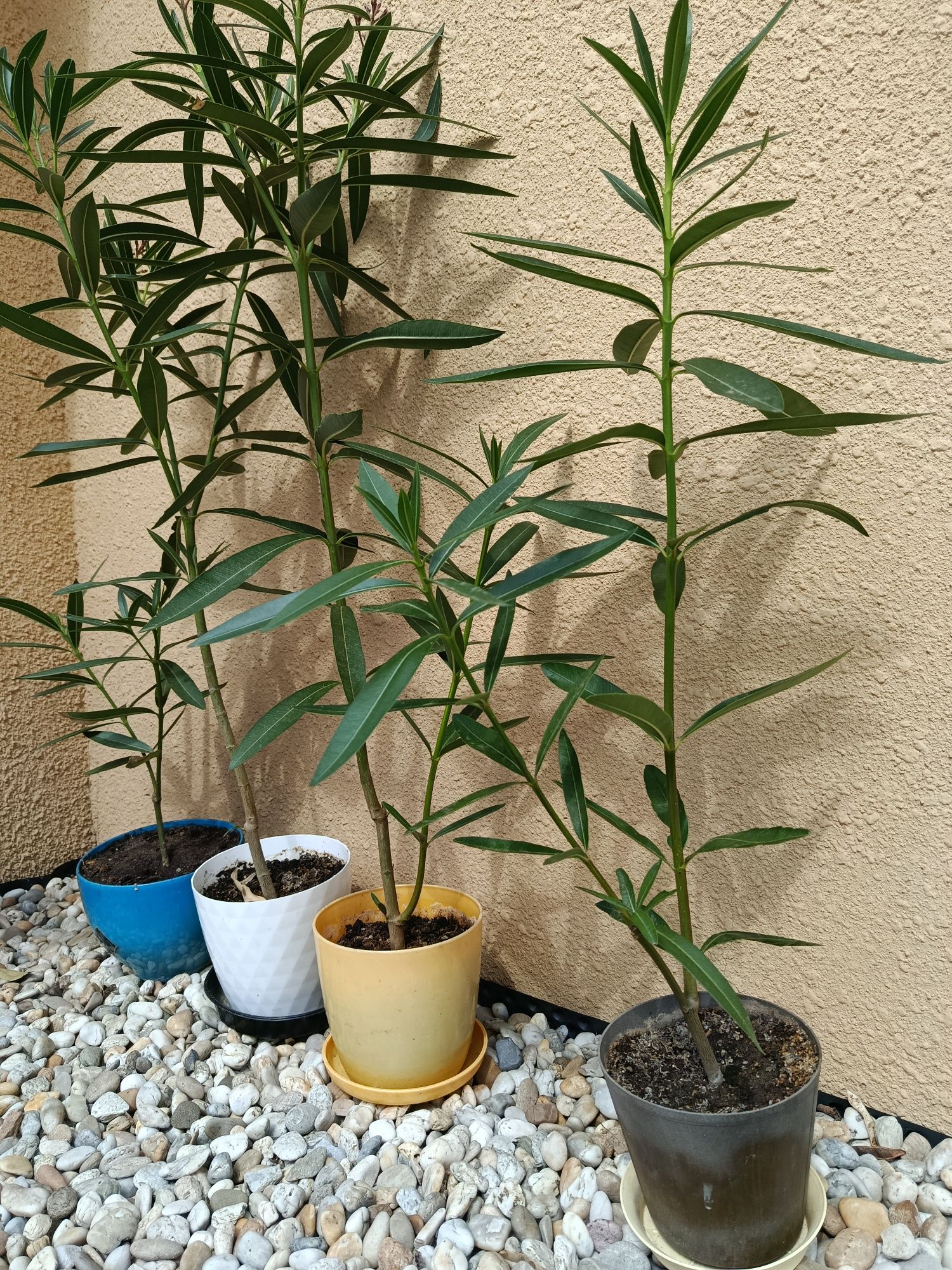 Oleander różowy podwójny