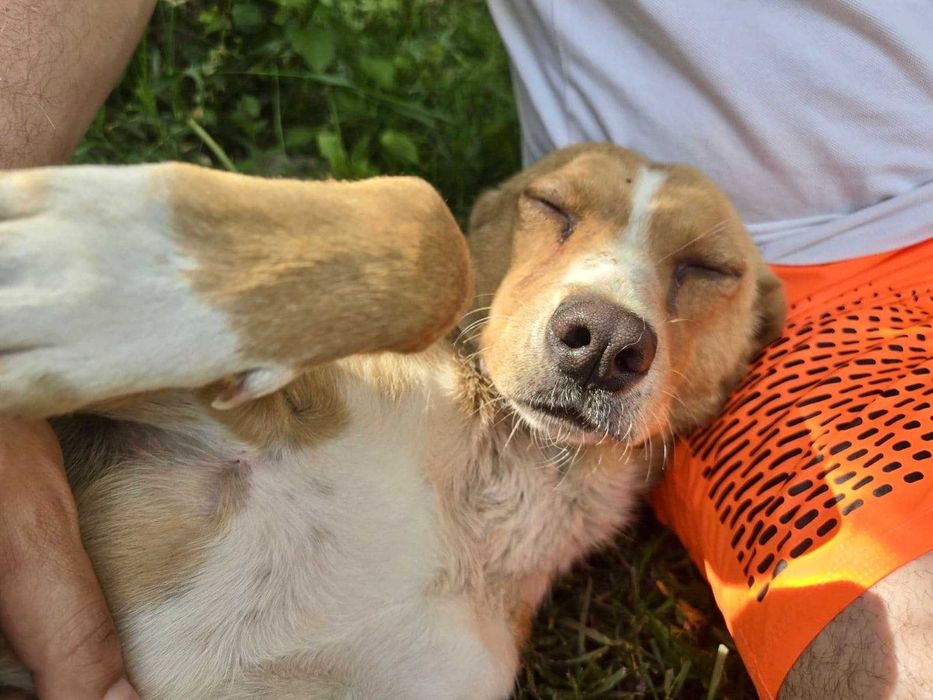 LEJLA 1,5 roczna drobna 8 kg  sunia znaleziona na ulicy w Bułgarii