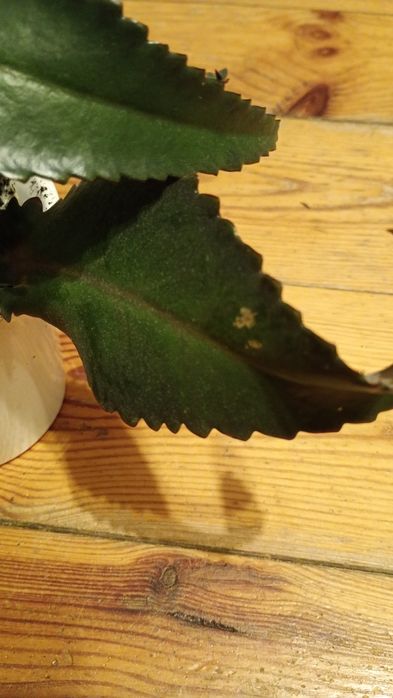 Żyworodka roślina lecznicza