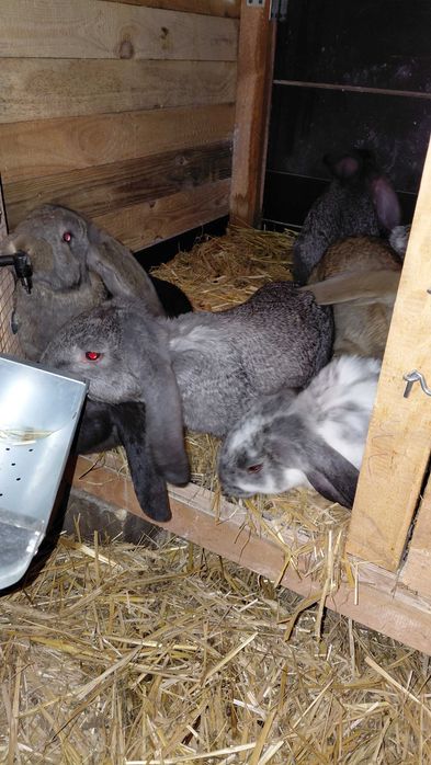 Króliki młode mieszańce