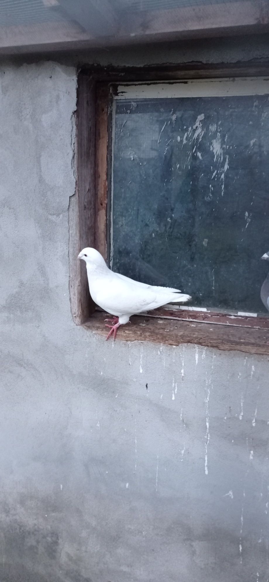 Gołębie pocztowe samiec biały