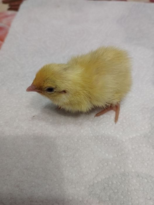 Маленькі перепелята