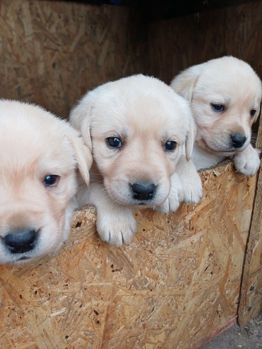 Цуценята лабрадорчики