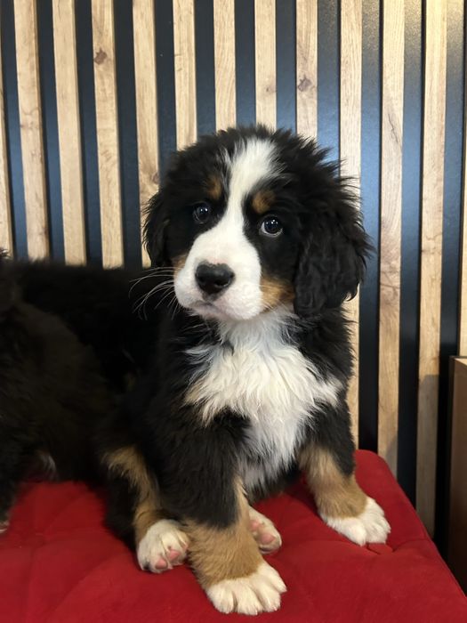 Berneński pies pasterski samiec