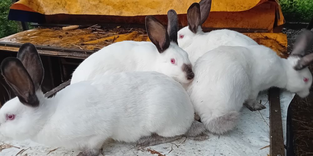 Króliki kalifornijskie KC rasowe