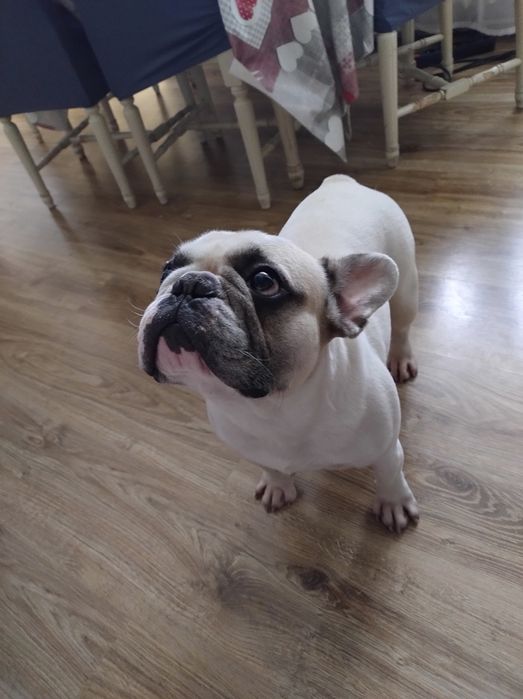 Buldog francuski