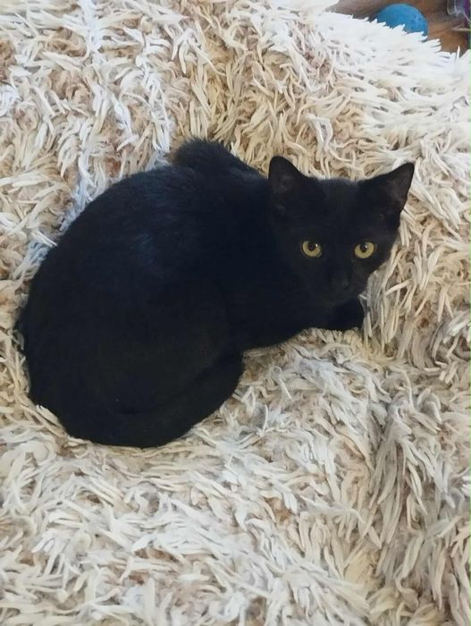 Cudowna koteczka szuka domu