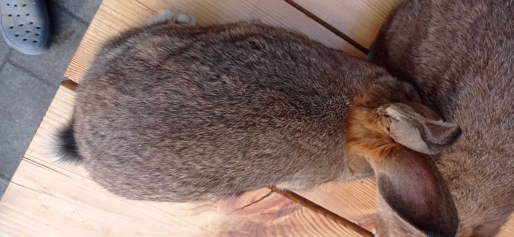 Sprzedam Królik wiedeński szary