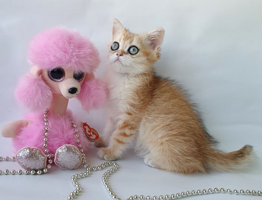 Золотая шиншилла кошечка друг и радость в доме. Котята котенок Киев