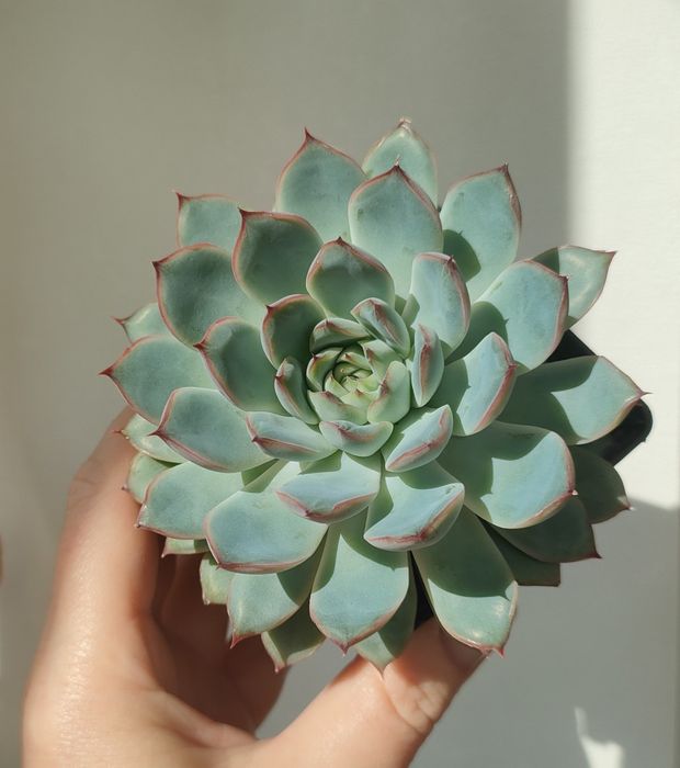 Echeveria Hercules дітки суккуленти ехеверія ечеверія