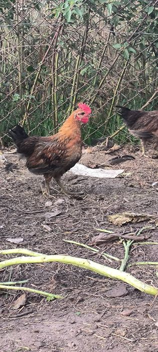 Kogut zielononóżki