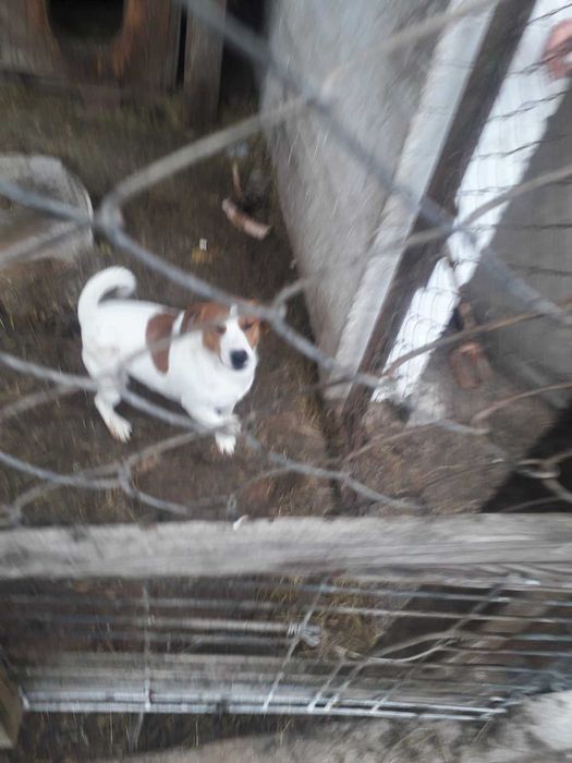 Срочно Віддаемо Джек рассел терьера  з родоводом