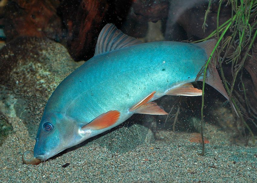 GB Bocja Szara, Niebieska, Modesta