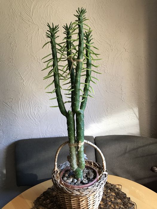 Кактус Аустроциліндропунція