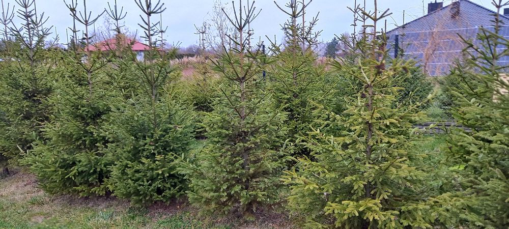 Witam sprzedam świerka na choinkę,