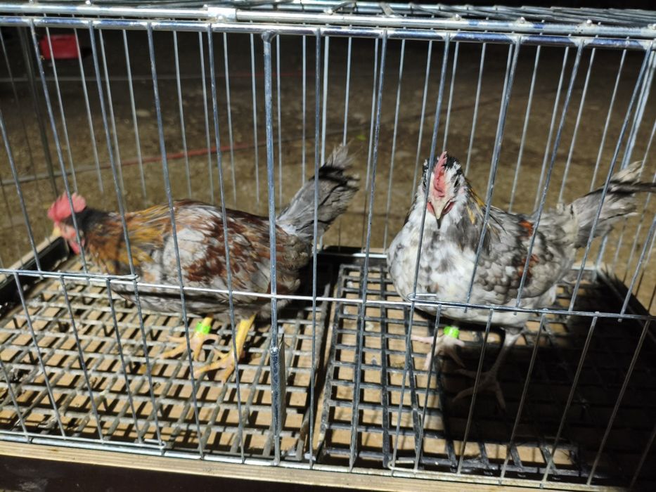 Liliputki Kurczęta 10 tygodniowe