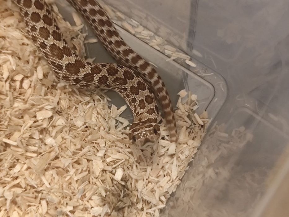 Sprzedam Heterodona Zachodniego