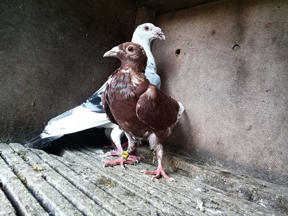 Staropolskie gołębie