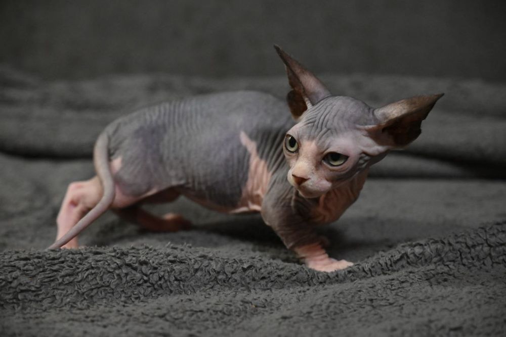 Бамбино.Мальчик.Канадский сфинкс