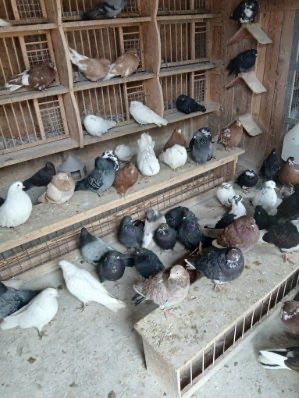 Golebie orliki lubelskie