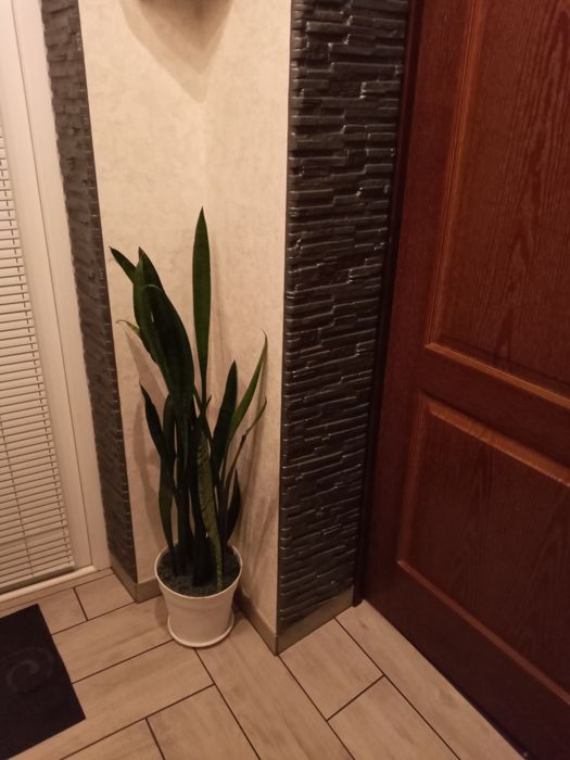 Ремонт квартир и домов