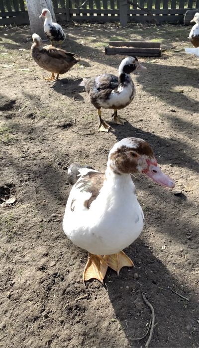 Продам молодих індокачок на держання