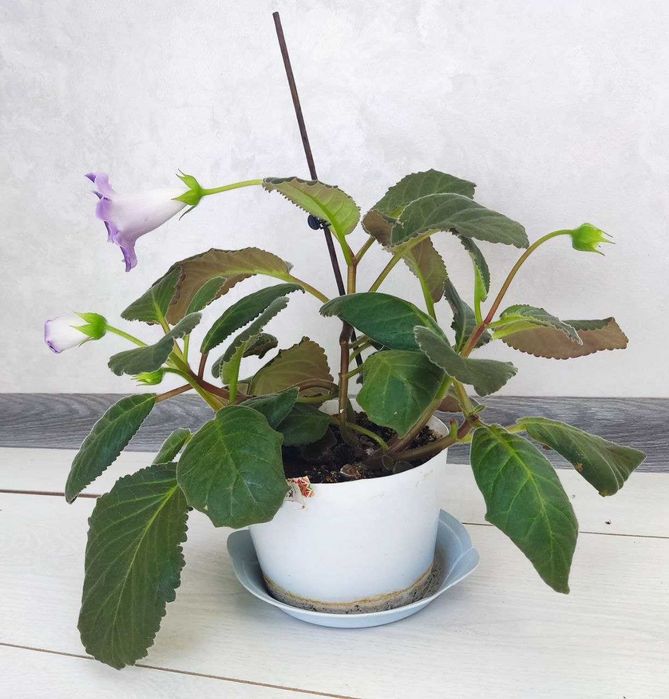 Кімнатна рослина Глоксінія