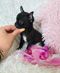 Mini Suczka GOTOWA DO ODBIORU Chihuahua