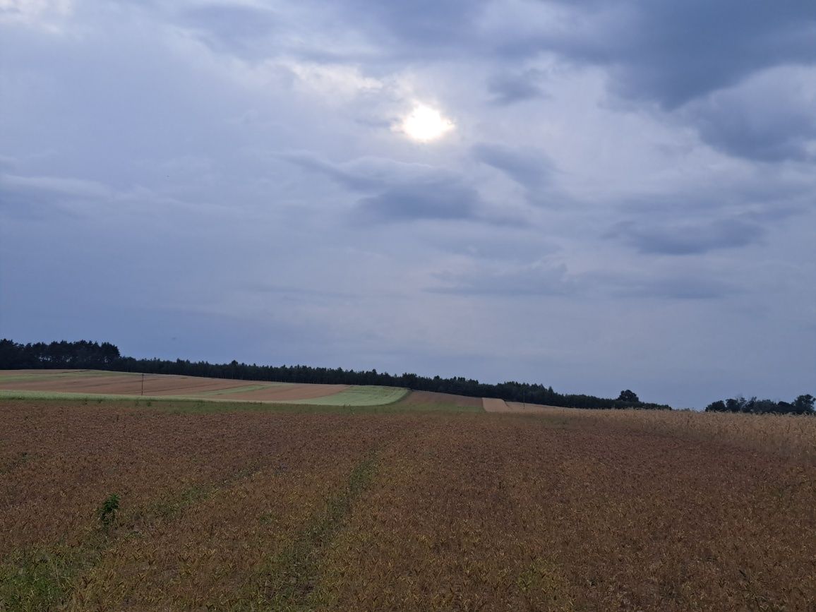 Łubin gorzki niebieski waskolistny Karo