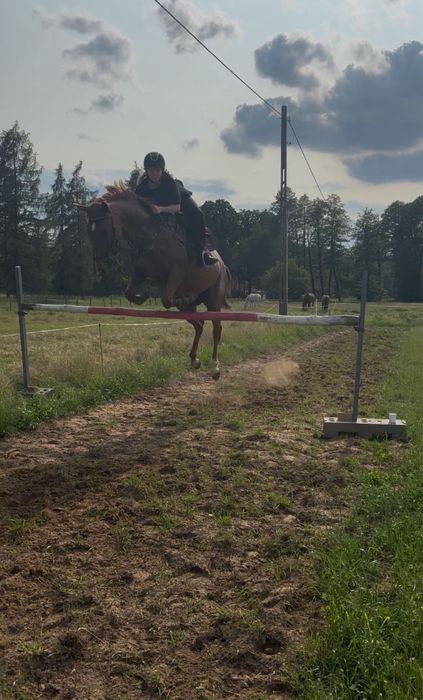 Sprzedam klacz folblut