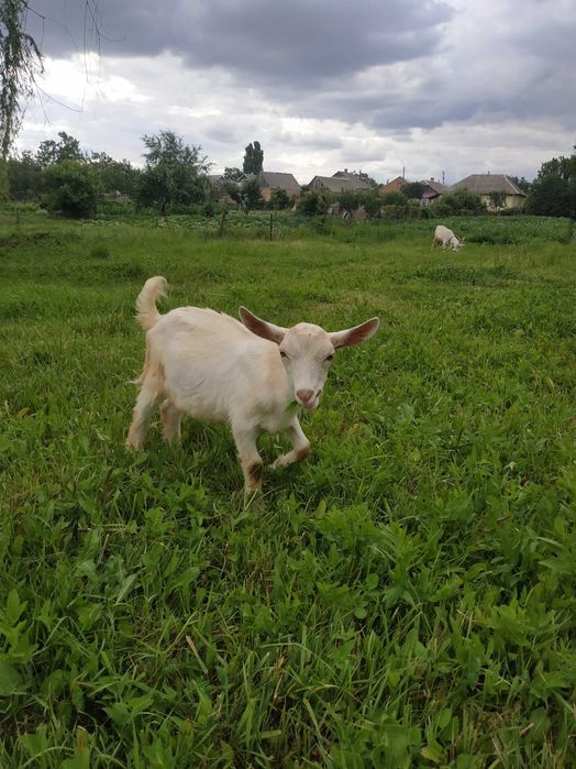 Продам козенята від високоудійних кіз