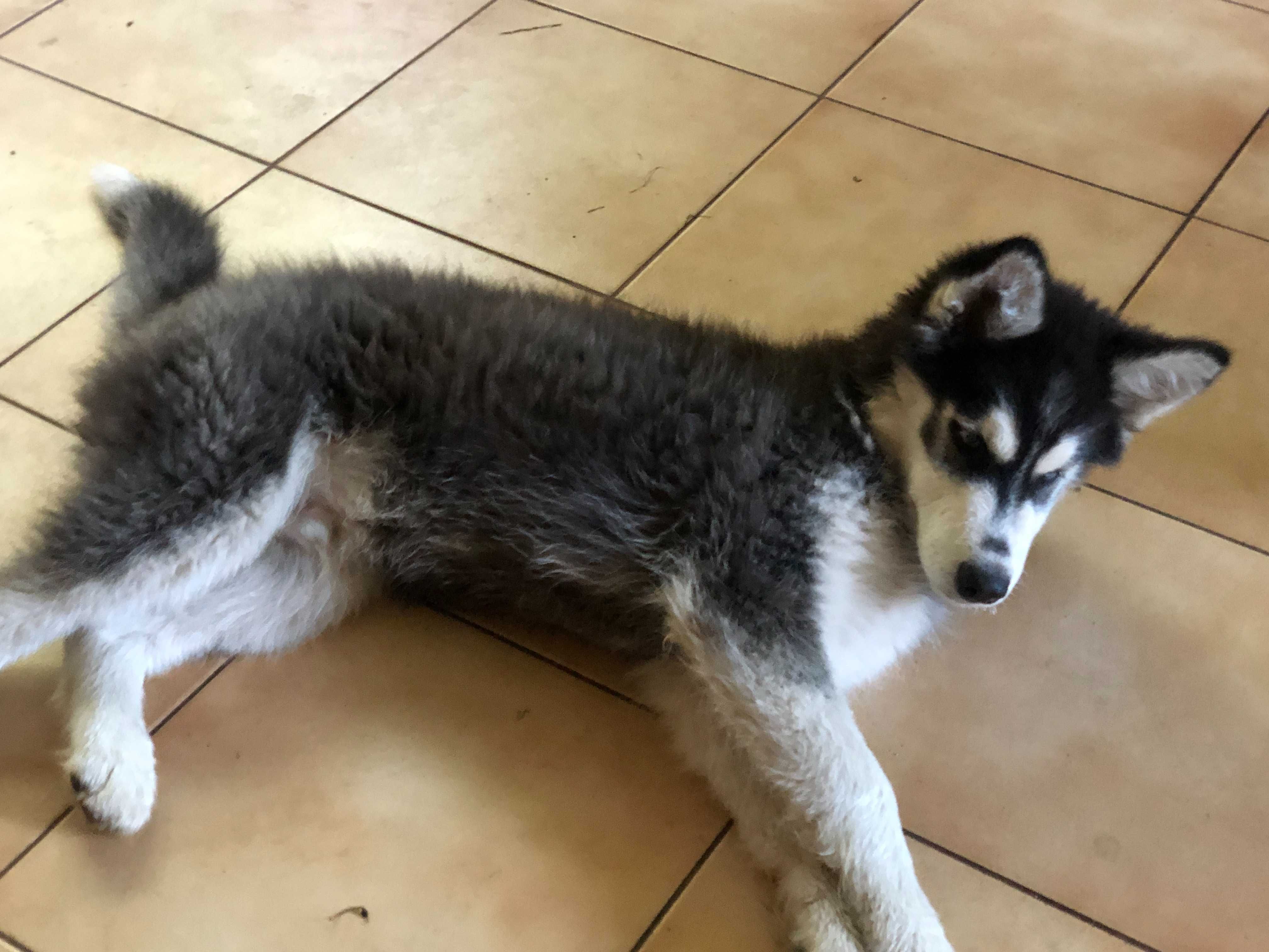 Husky niebieskooki piesek