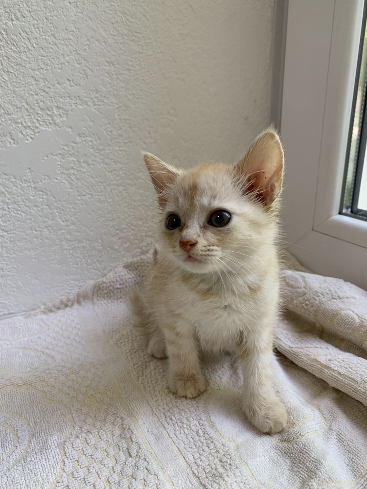 Котенок, мальчик, бесплатно