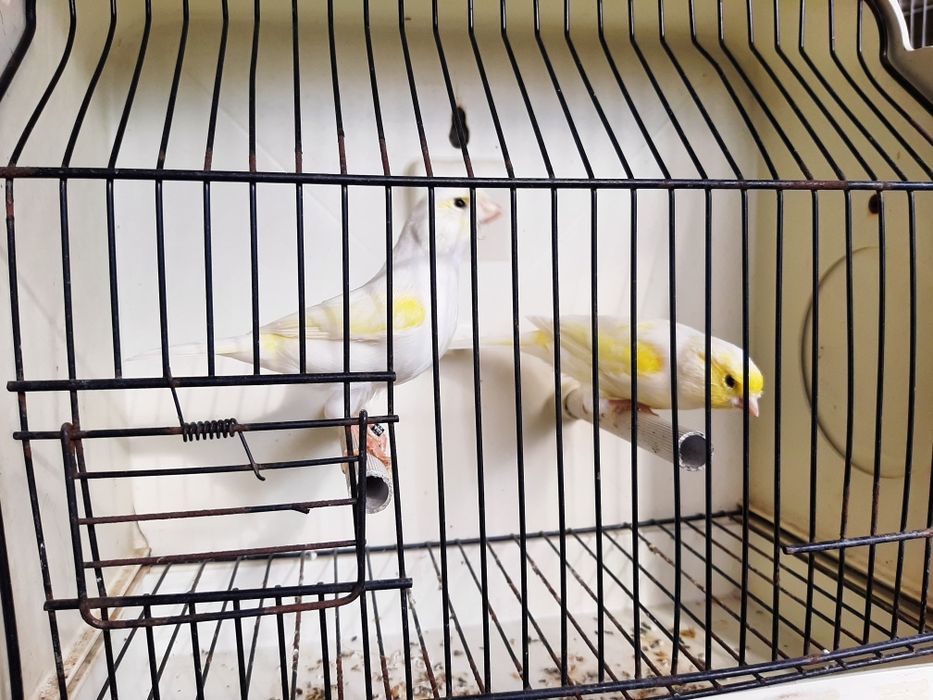 Canários brancos recessivo amarelos intensivos nevados mosaico gloster