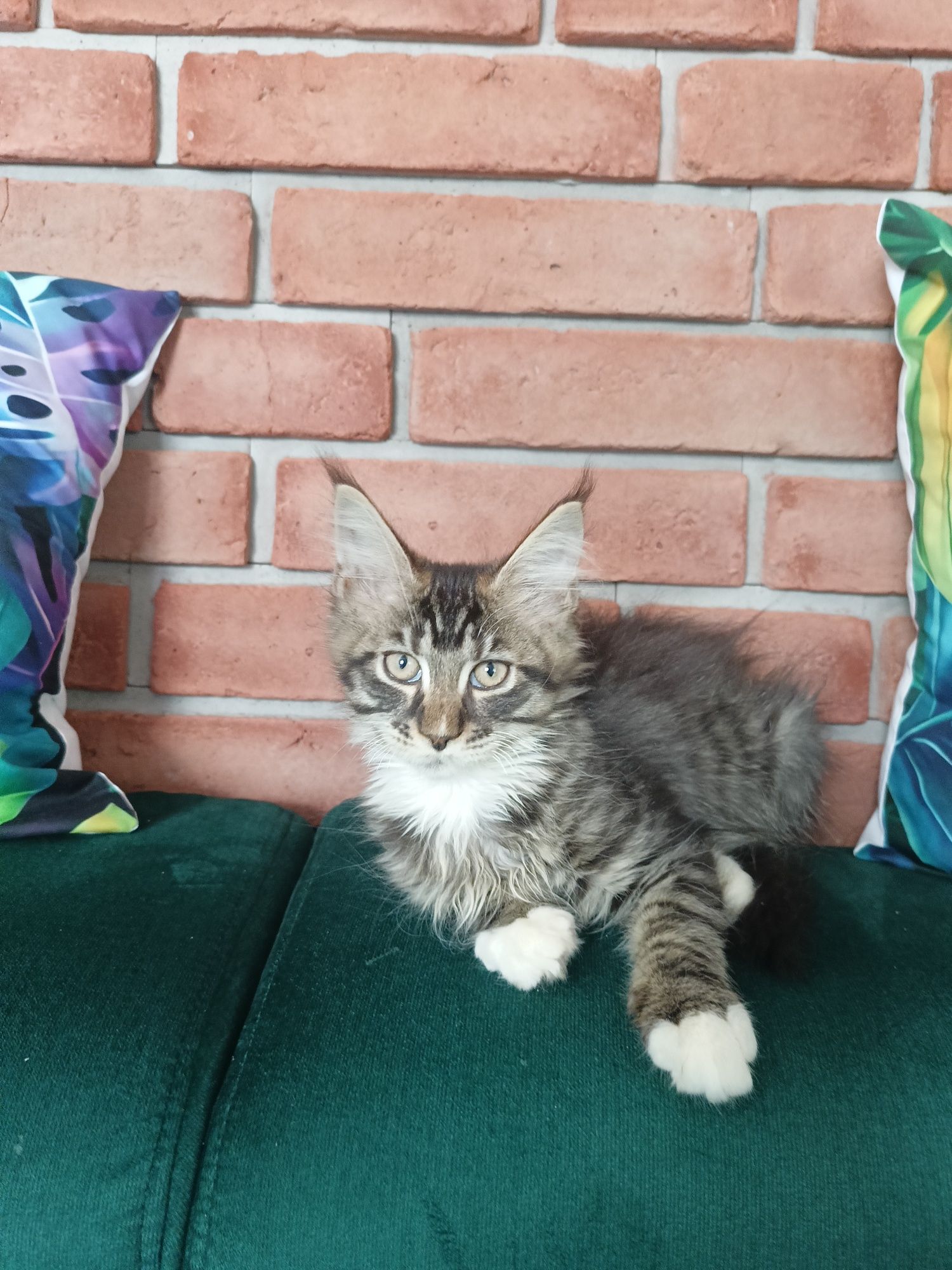 Piękny kocurek Maine Coon