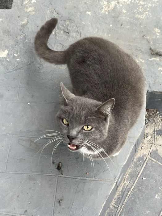 Отдам в хорошие руки