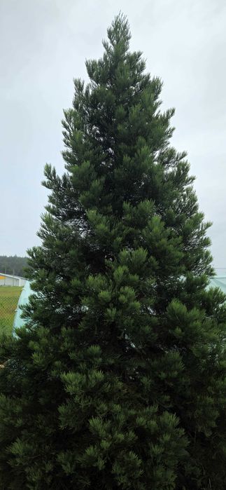 Mamutowiec Olbrzymi