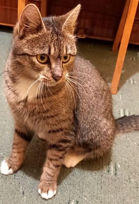 Дууууже ласкава Молоденька стерилізована киця