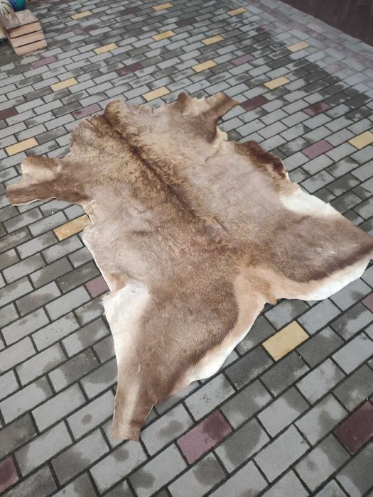 продам  шкуру та рога оленя