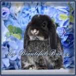 Piękny Królik 100% Mini Lop - Black Otter