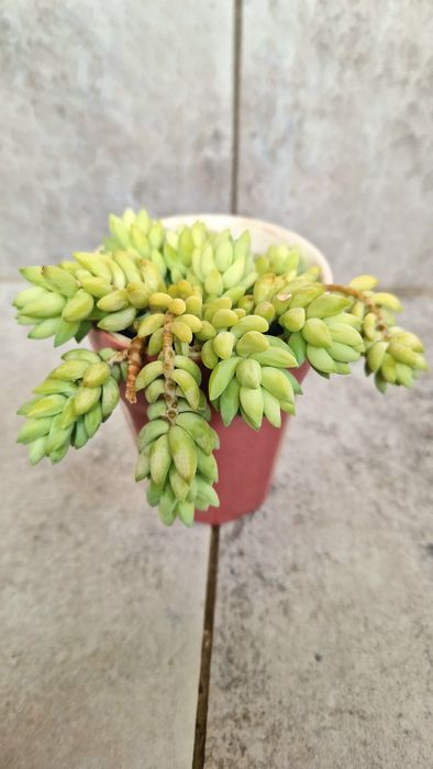 Сукулент Очиток Моргана