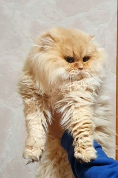 Золотой британский длинношерстный шиншилла